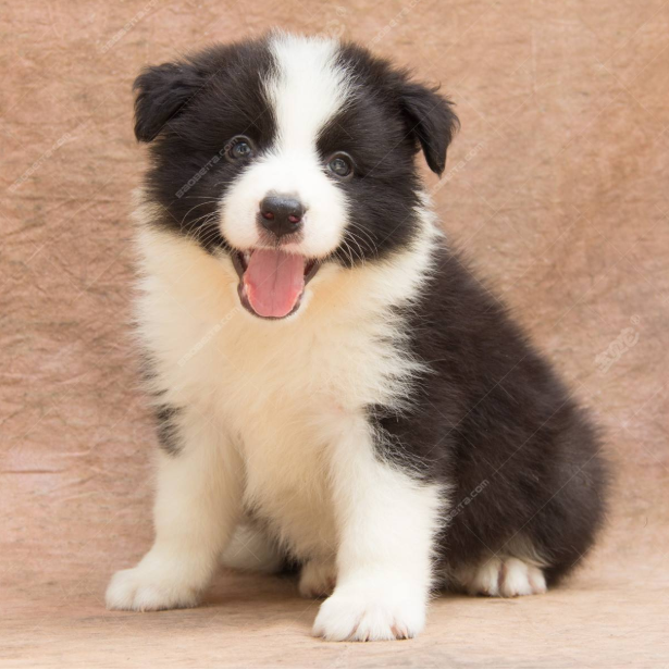 萌宠幼崽狗狗图片 纯种边境牧羊犬图片