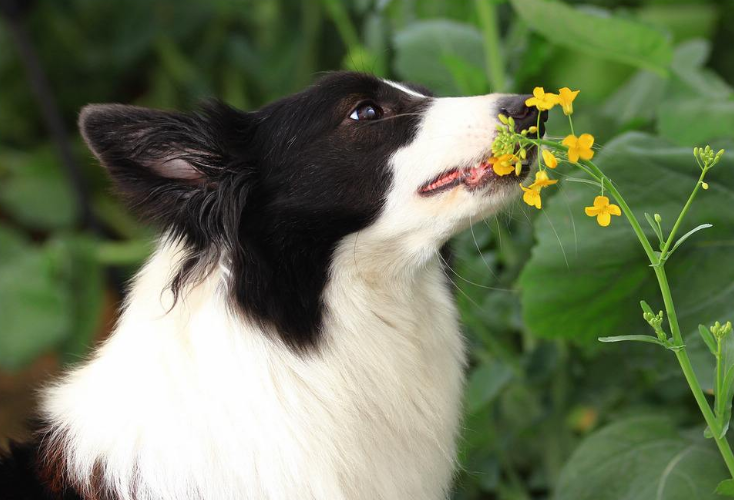 萌宠幼崽狗狗图片 纯种边境牧羊犬图片