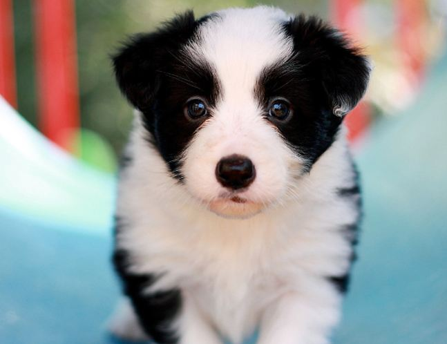 萌宠幼崽狗狗图片 纯种边境牧羊犬图片