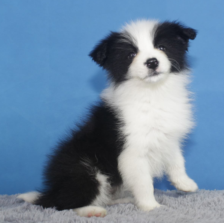 萌宠幼崽狗狗图片 纯种边境牧羊犬图片
