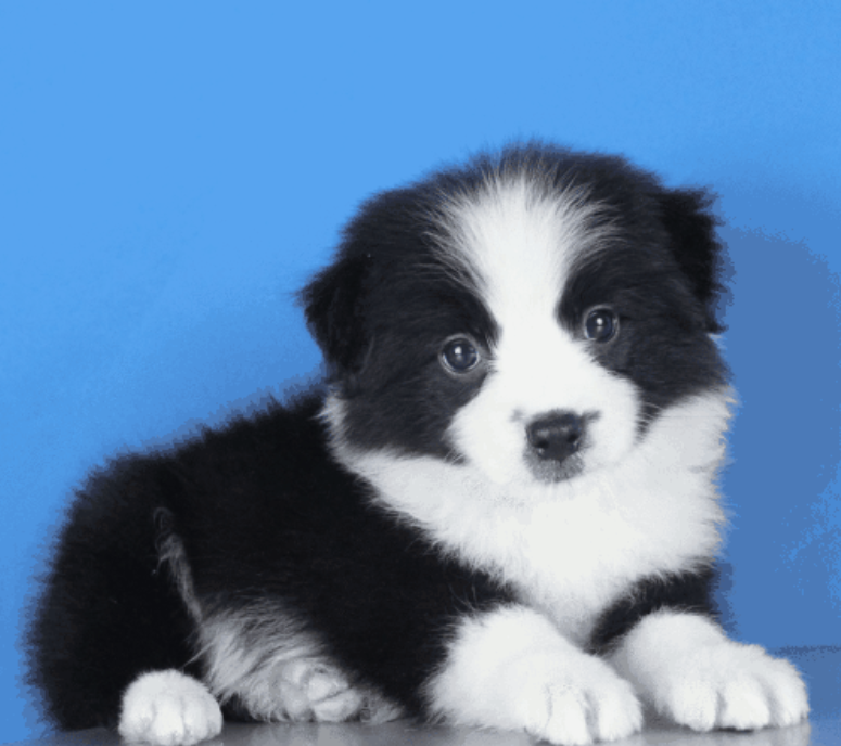 萌宠幼崽狗狗图片 纯种边境牧羊犬图片