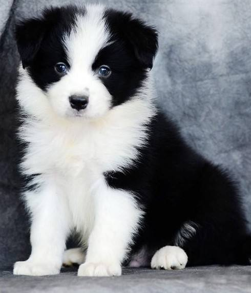 萌宠幼崽狗狗图片 纯种边境牧羊犬图片