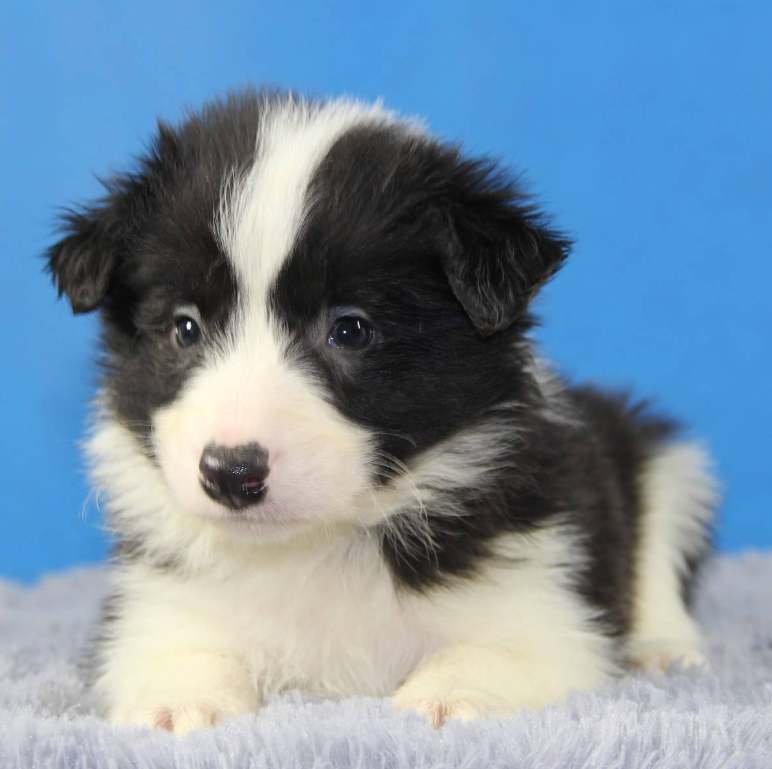 萌宠幼崽狗狗图片 纯种边境牧羊犬图片