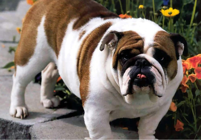 萌宠狗狗图片 黄色的英国斗牛犬图片