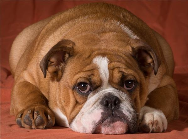 萌宠狗狗图片 黄色的英国斗牛犬图片