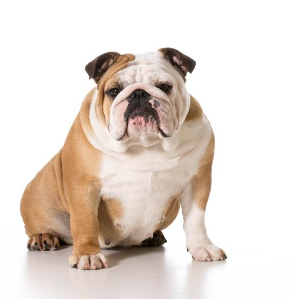 萌宠狗狗图片 黄色的英国斗牛犬图片