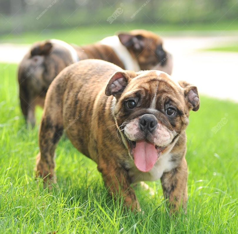 萌宠狗狗图片 黄色的英国斗牛犬图片