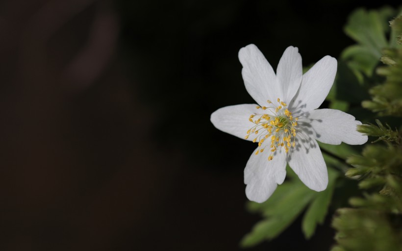 欧洲银莲花唯美图片