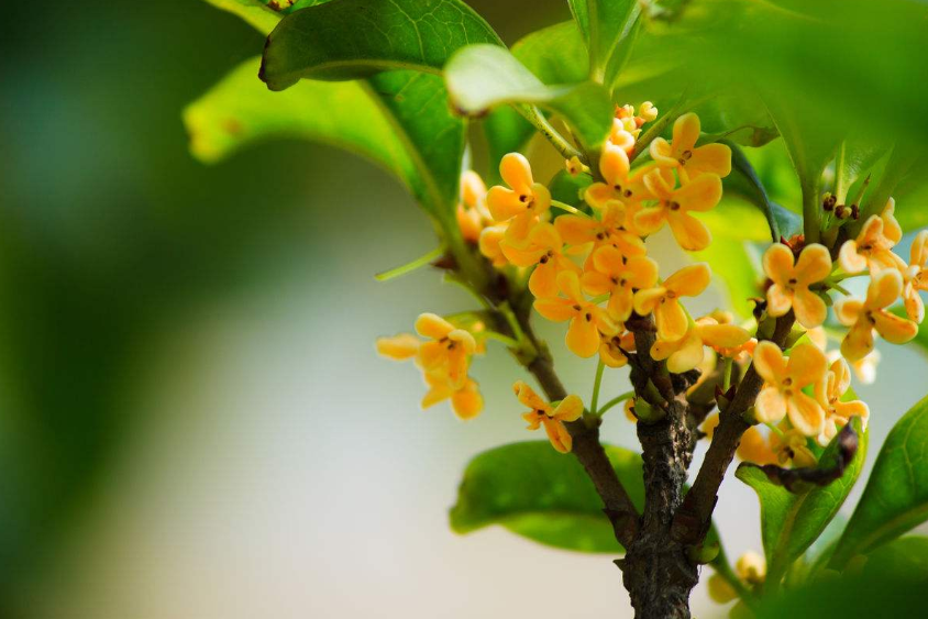 唯美桂花图片