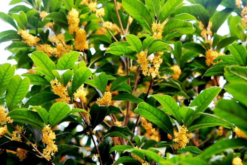 唯美桂花图片