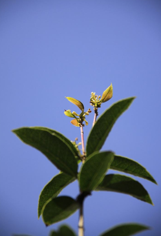 唯美桂花图片