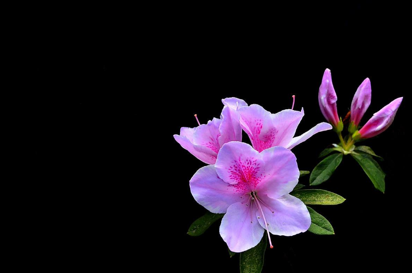 各色的唯美杜鹃花图片