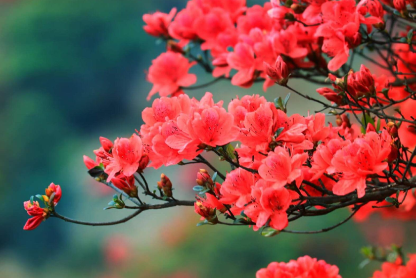 各色的唯美杜鹃花图片