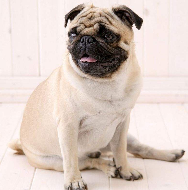 萌宠狗狗大眼仔巴哥犬图片