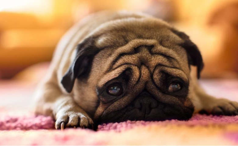 萌宠狗狗大眼仔巴哥犬图片