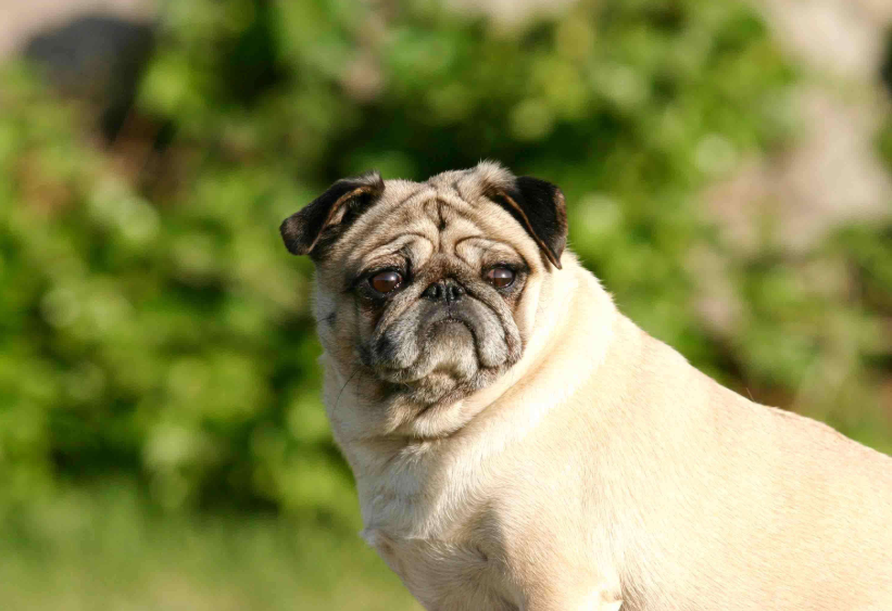 萌宠狗狗大眼仔巴哥犬图片