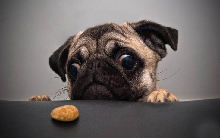萌宠狗狗大眼仔巴哥犬图片