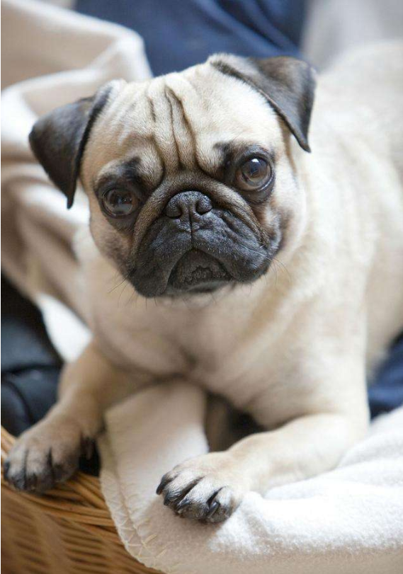 萌宠狗狗大眼仔巴哥犬图片