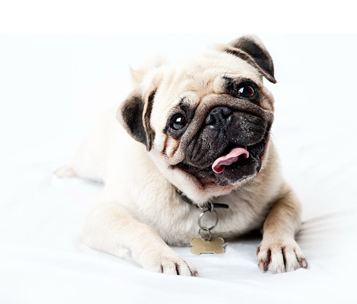 萌宠狗狗大眼仔巴哥犬图片
