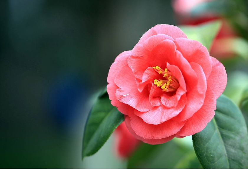 唯美鲜艳的山茶花图片