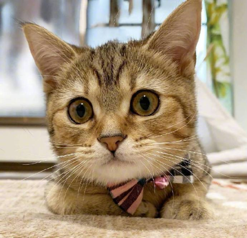 超无辜的可爱猫咪图片