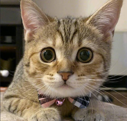 超无辜的可爱猫咪图片