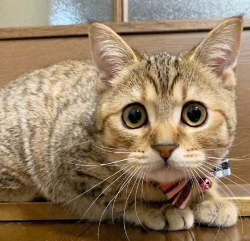 超无辜的可爱猫咪图片