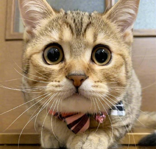 超无辜的可爱猫咪图片