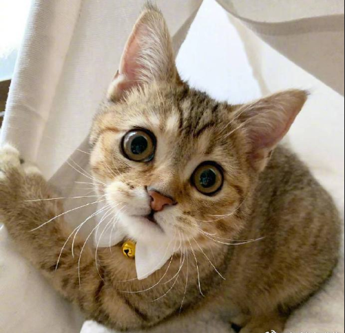 超无辜的可爱猫咪图片