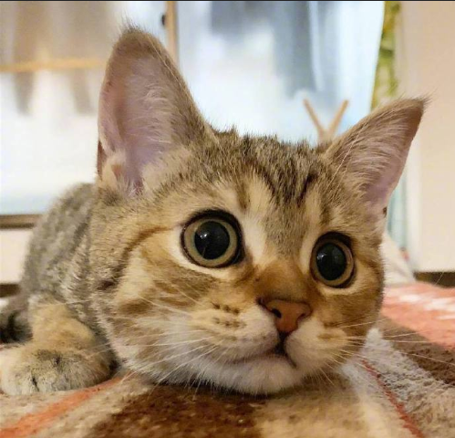 超无辜的可爱猫咪图片