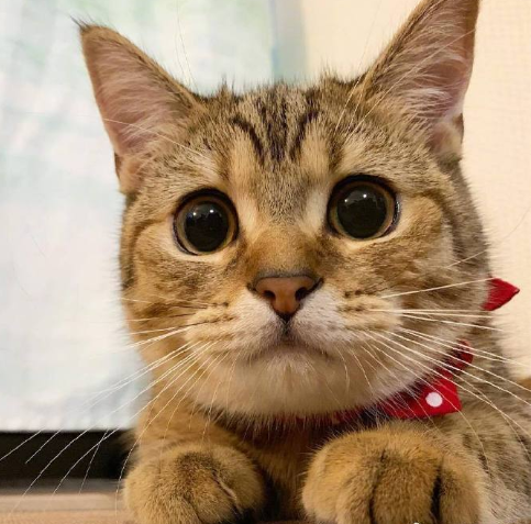 超无辜的可爱猫咪图片
