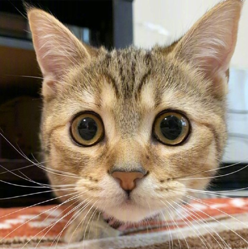 超无辜的可爱猫咪图片