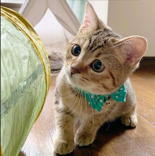 超无辜的可爱猫咪图片