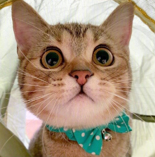 超无辜的可爱猫咪图片
