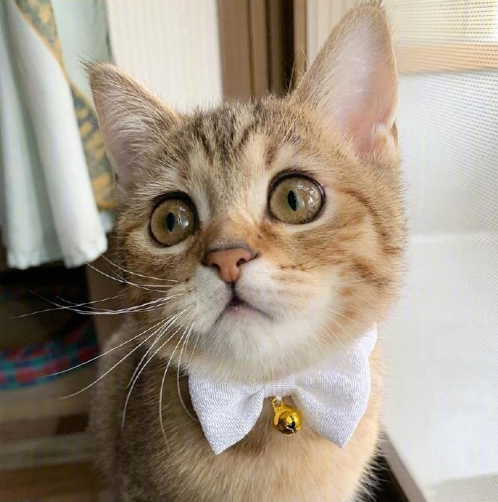 超无辜的可爱猫咪图片