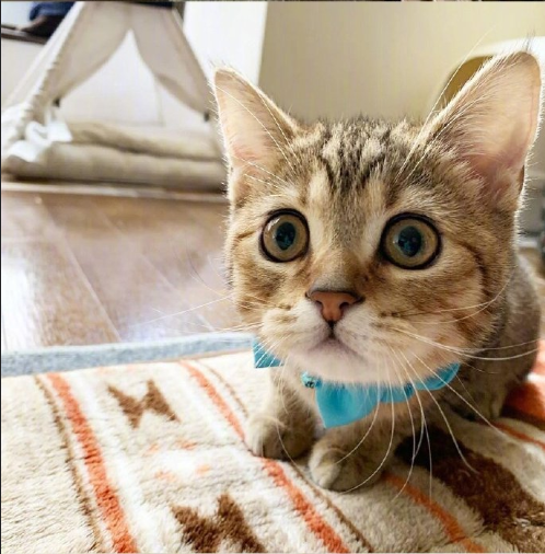 超无辜的可爱猫咪图片