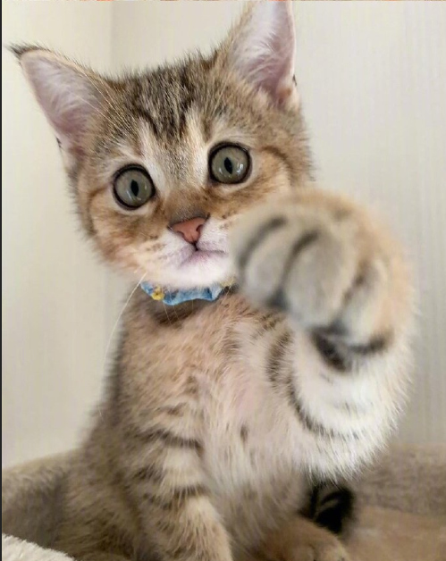 超无辜的可爱猫咪图片