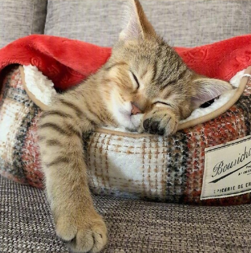 超无辜的可爱猫咪图片