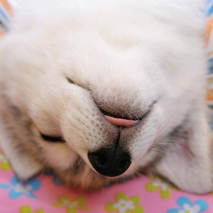 软萌的小哈士奇图片