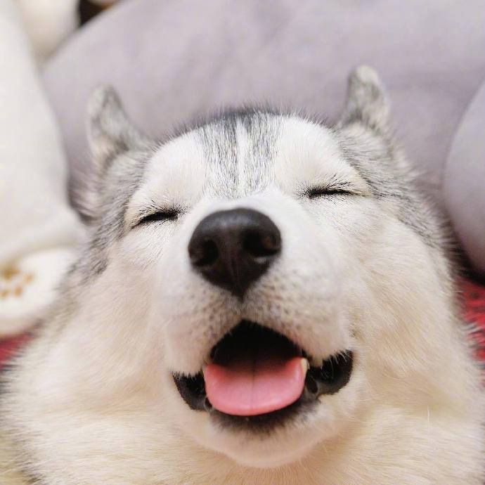 软萌的小哈士奇图片