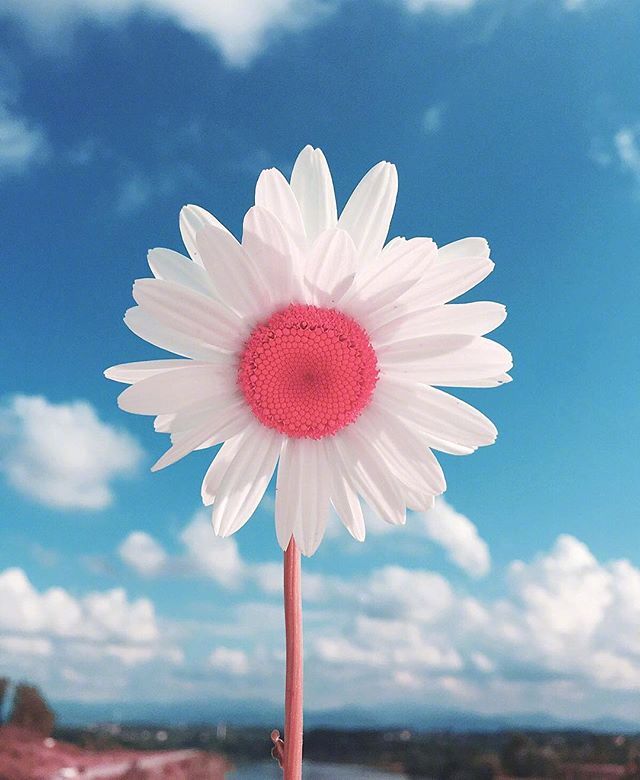 唯美雏菊图片 每个人要到达的地方不一样所以我