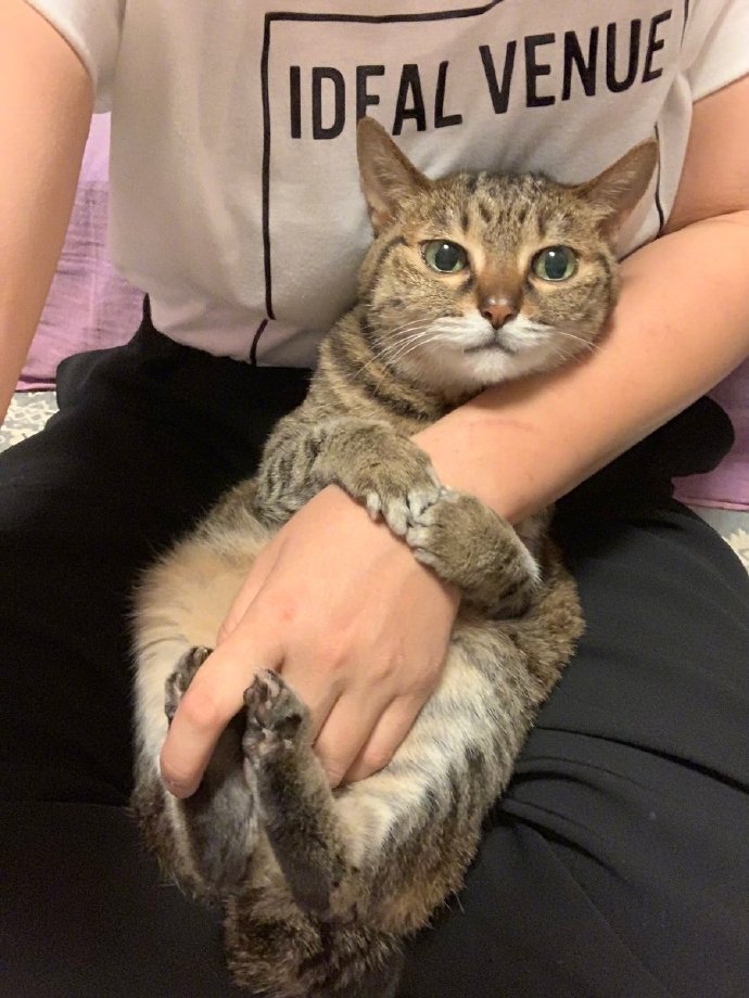 萌宠猫咪图片 喵星人爱的抱抱铲屎官