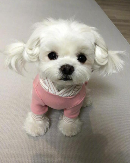 萌宠小可爱马尔济斯犬图片