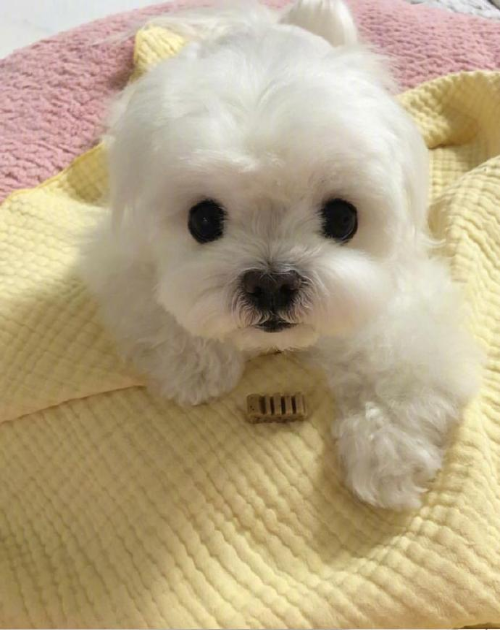 萌宠小可爱马尔济斯犬图片