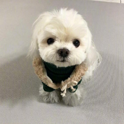萌宠小可爱马尔济斯犬图片
