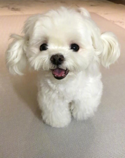 萌宠小可爱马尔济斯犬图片