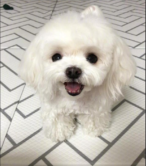 萌宠小可爱马尔济斯犬图片