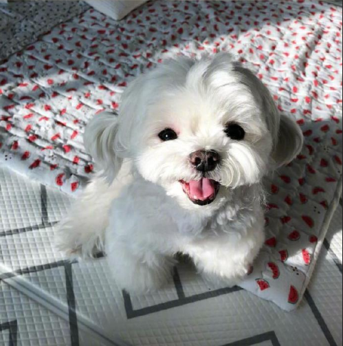 萌宠小可爱马尔济斯犬图片