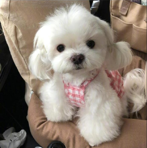 萌宠小可爱马尔济斯犬图片