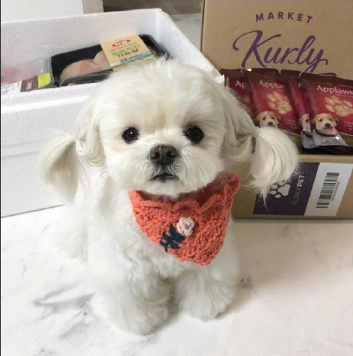 萌宠小可爱马尔济斯犬图片